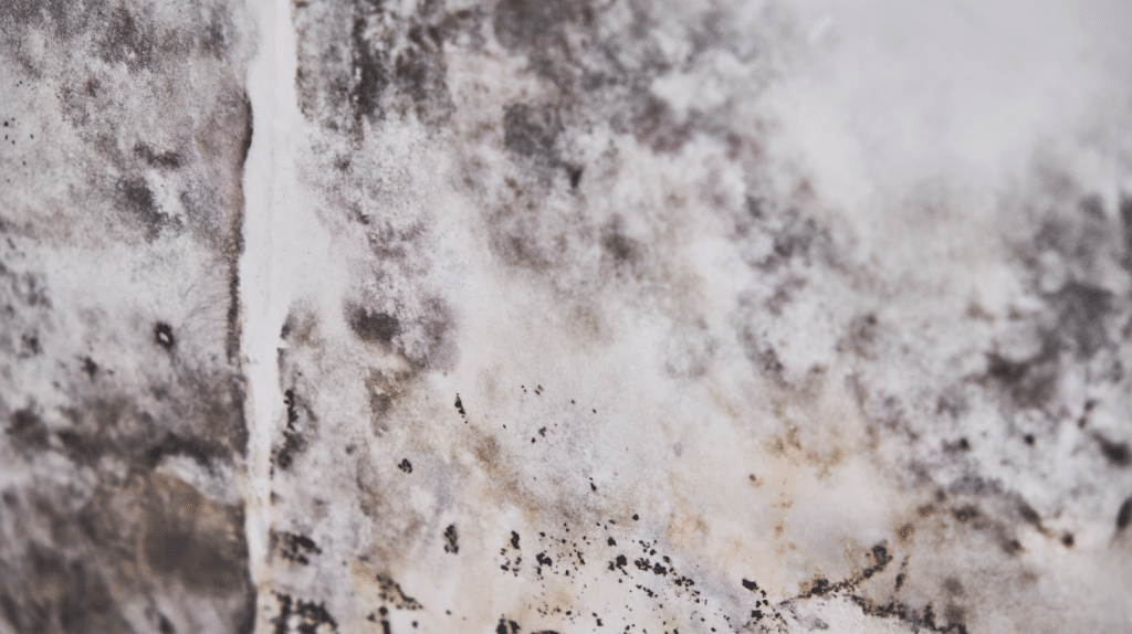 What Do We Say to the Mold Visiting Us: Not Today